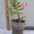 Assorted  plants/succulents/aloe vera/jade 5 thumbnail