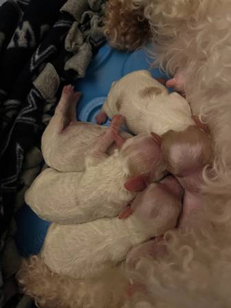 Toy maltipoo (Bowling Green)63663774970627123