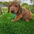 Dachshund minis 2 thumbnail