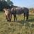 AQHA/APHA blue roan splash yearling 9 thumbnail