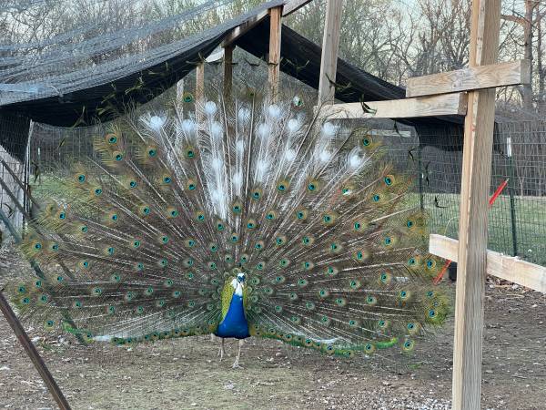 ISO Peahens 1