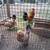 Bantam Chicks 8 thumbnail