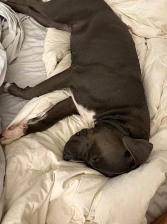 Bluenose pitbulls63894716037379122