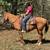 Quarter Horse Dun Gelding Gentle - Rusty 2 thumbnail