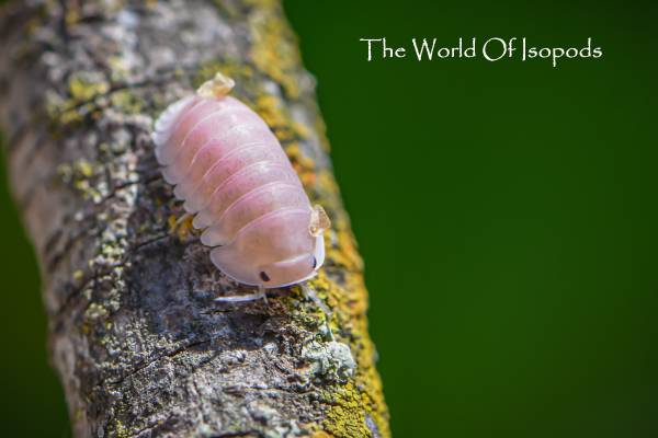 Isopods 1