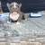 American bully pocker 16 thumbnail