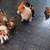 Corgi Pups 14 thumbnail