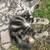 Kitten 1 thumbnail