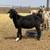 Spanish Bucklings 6 thumbnail