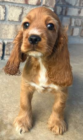 Spaniel macho (Katy)63859313691521121