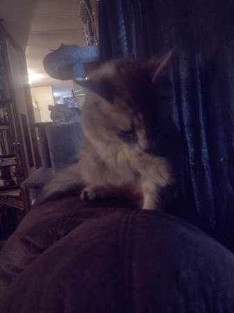 Domestic short haired striped kitten (Holt)63934970563843123