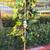 Artificial Ficus tree with 7’ new. 2 thumbnail