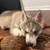Husky / German shepherd puppies 5 thumbnail