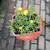 Plants 9 thumbnail