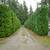 Bright and beautiful, fully fenced 12,626 sq.ft. Lot  - RV parking - 4 thumbnail