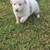 White aussie 2 thumbnail