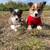 Mini corgi heelers 1 thumbnail