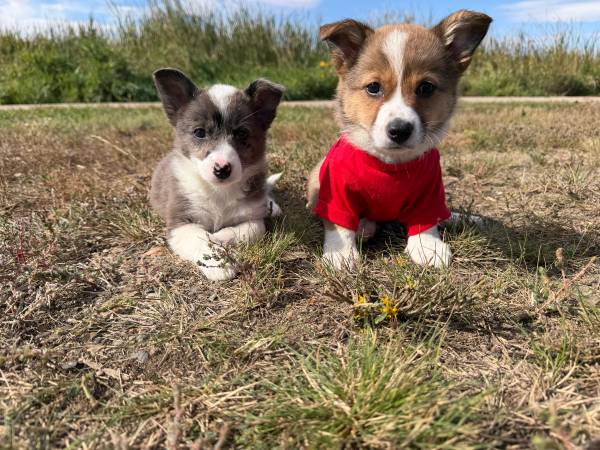 Mini corgi heelers 1