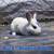 Rabbits 12 thumbnail