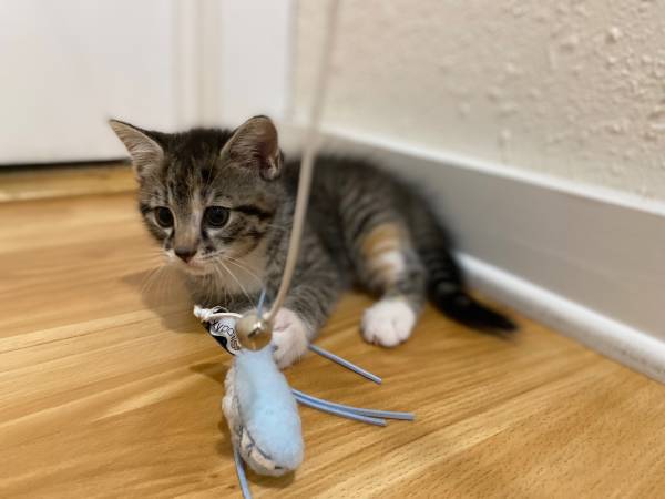Gatito atigrado buscando un hogar / adopción / Edenton, NC63948404573955120