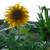 **** Seeking 1-2 bedroom - ground floor - w/ garden - close to all 3 thumbnail