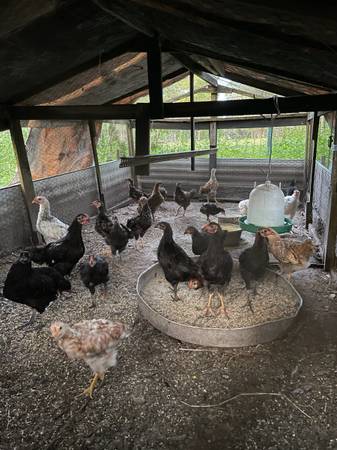 Chickens 1