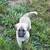 Anatolian shepherd pups 6 thumbnail