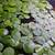 Red Root Floater Aquarium Plants 1 thumbnail