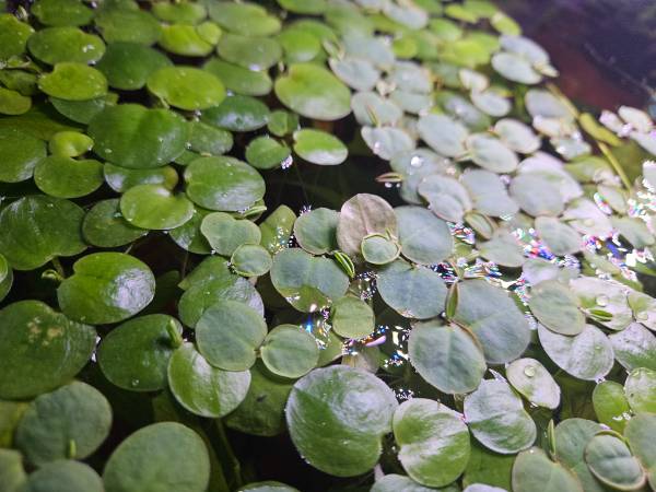 Red Root Floater Aquarium Plants 1