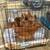 5 month old pullets 3 thumbnail