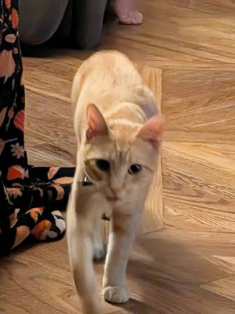 Gato macho naranja/crema (Dunmor)