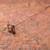 Antique Hat Pins - three vintage, excellent, beautiful 6 thumbnail