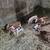 Feeder Pigs 1 thumbnail