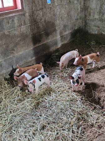Feeder Pigs 1