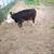 Mini heifer 1 thumbnail