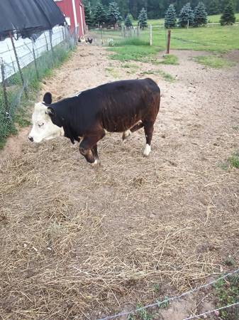 Mini heifer 1