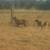 Dorper rams 3 thumbnail
