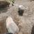 Free Pigs 2 thumbnail