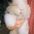 Teddywidder bunny 4 thumbnail