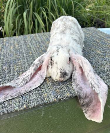 Magpie english lops (Yukon)63681433733635122