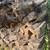 Fireplace wood 3 thumbnail
