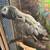 African grey pair 1 thumbnail