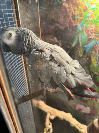 African grey pair 1