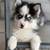 rehoming pomskies 4 thumbnail