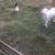 GOAT FOR SALE 4 thumbnail