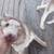 huskies puppies 9 thumbnail