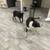 Rehoming puppies 10 thumbnail