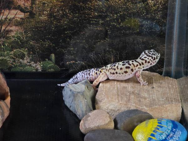Leopard gecko and tank (Graham nc)