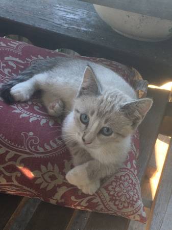 Kitten 1
