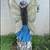 Beautiful Brunette garden fairy statue with wings & holding flowers approx 34.5 8 thumbnail